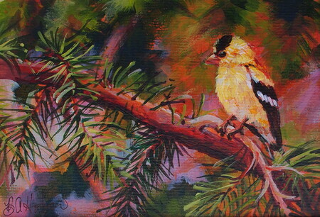 Goldfinch on Fir Tree