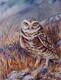 Grasslands - Burrowing Owl
