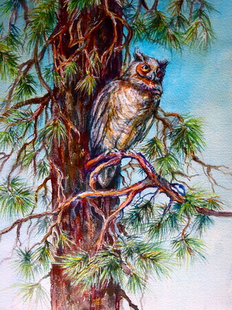 Great Horned Owl in Ponderosa Pine