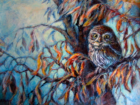 Northern Pygmy Owl -Autumn