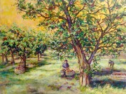 Okanagan Apple Orchard