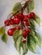 Okanagan Cherries
