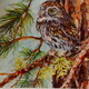 Pine Perch Pygmy Owl