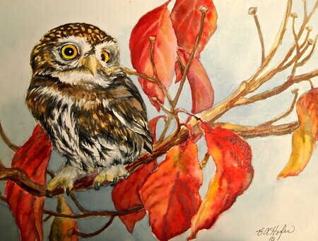 Pygmy Owl on Autumn Dogwood