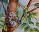 Pygmy Owl On Native Birch