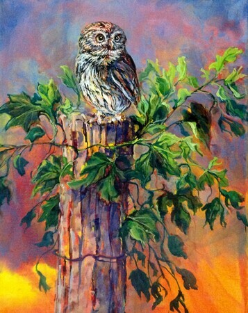 Pygmy Owl Vineyard Visitor