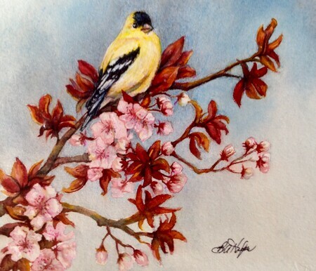 Spring Gold Finch