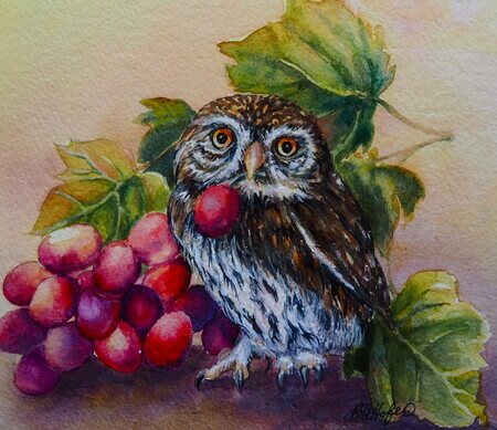 Vineyard Owl