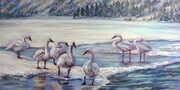 Winter Swans