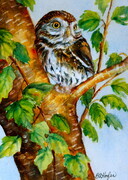Woodland Spirit- Pygmy Owl